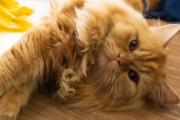 In-House Lab & Diagnostics