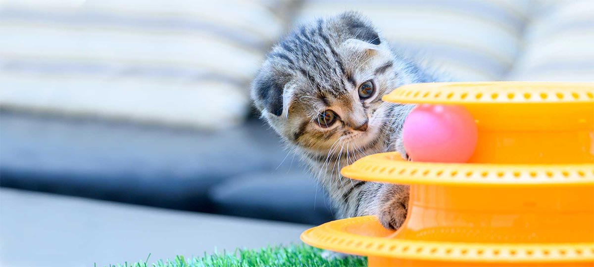 A kitten playing
