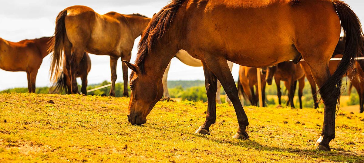 Horses on a field