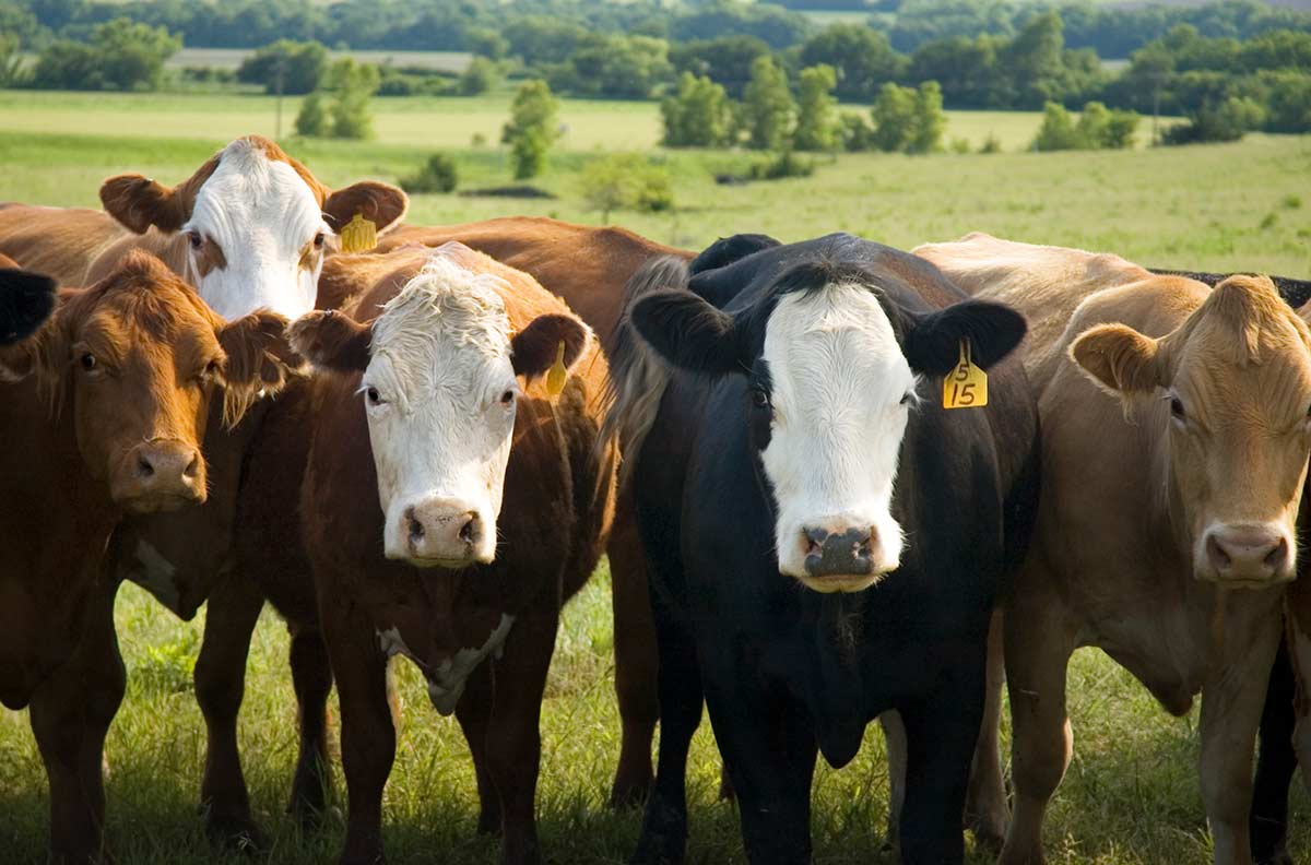 Cows in a field