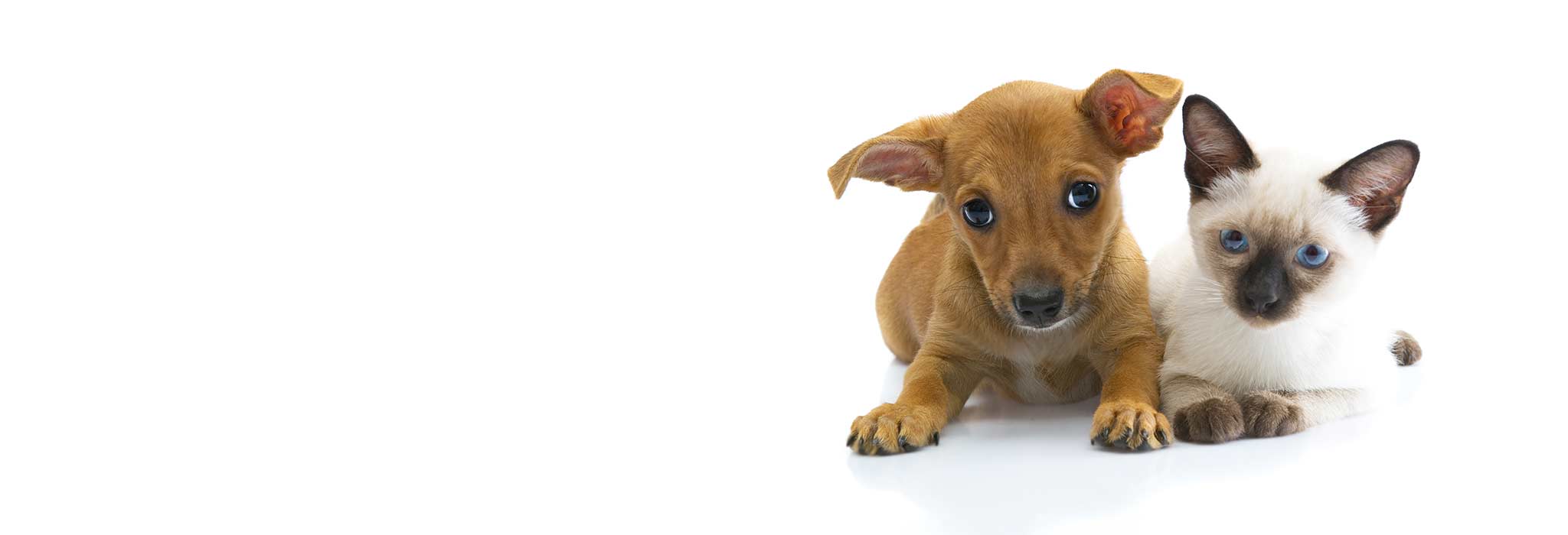 Job Opportunities | Brazoria & Columbia Veterinary Clinics Job Opportunities | Brazoria & Columbia Veterinary Clinics